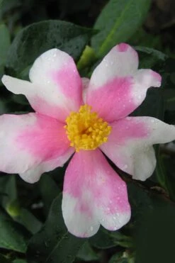 Yume Camellia Sasanqua - 3 Gallon Pot 13 Yume Camellia Sasanqua - 3 Gallon Pot -Garden Plants Shop Camellia Yume 2