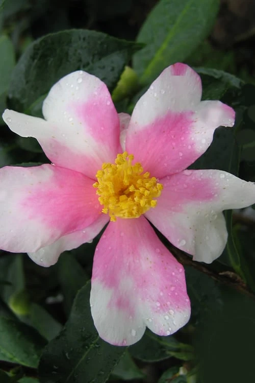 Yume Camellia Sasanqua - 3 Gallon Pot 8 Yume Camellia Sasanqua - 3 Gallon Pot - Image 6