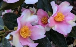 Yume Camellia Sasanqua - 3 Gallon Pot 11 Yume Camellia Sasanqua - 3 Gallon Pot -Garden Plants Shop Camellia Yume 5