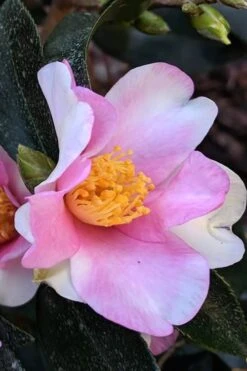 Yume Camellia Sasanqua - 3 Gallon Pot 12 Yume Camellia Sasanqua - 3 Gallon Pot -Garden Plants Shop Camellia Yume 7
