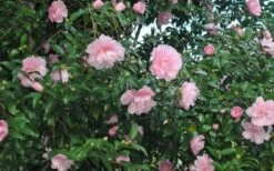 Cotton Candy Camellia Sasanqua - 3 Gallon Pot -Garden Plants Shop CamelliaCottonCandy 2