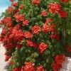 Balboa Sunset Trumpet Vine (Campsis Radicans) - 5 Gallon Pot