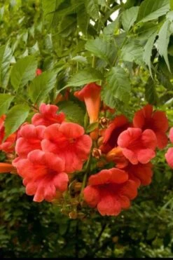 Balboa Sunset Trumpet Vine (Campsis Radicans) - 5 Gallon Pot -Garden Plants Shop Campsis Balboa Sunset 2