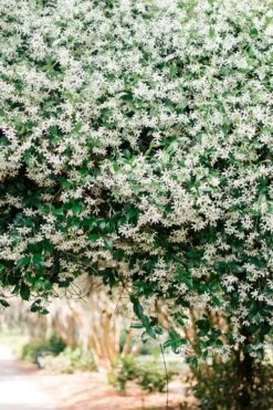 Madison Confederate Jasmine - 3 Gallon Pot -Garden Plants Shop Campsis Madame Galen 18