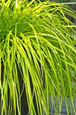 Evercolor Everillo Carex - 8 Pack Of 1 Gallon Pots -Garden Plants Shop Carex Everillo 500x750 1