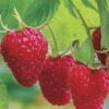 Caroline Raspberry - 6 Pack 1 Gallon Pots -Garden Plants Shop Caroline Raspberry 1
