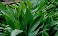 Cast Iron Plant - 3 Gallon Pot 12 Cast Iron Plant - 3 Gallon Pot -Garden Plants Shop Cast Iron Plant 1 1