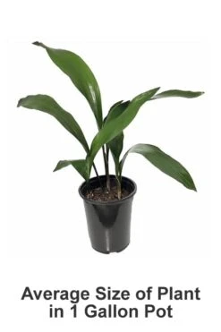Tiny Tank Dwarf Cast Iron Plant - 3 Gallon Pot -Garden Plants Shop Cast iron Plant 20 2