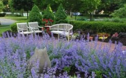 Walker's Low Catmint (Nepeta X Faassenii) - 1 Gallon Pot -Garden Plants Shop Catmint Walkers Low 1 2
