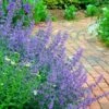 Walker's Low Catmint (Nepeta X Faassenii) - 1 Gallon Pot -Garden Plants Shop Catmint Walkers Low 3 2