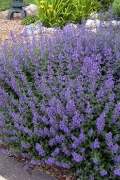 Walker's Low Catmint (Nepeta X Faassenii) - 5 Pack Of Quart Pots -Garden Plants Shop Catmint Walkers Low 4 1