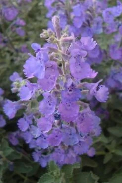 Walker's Low Catmint (Nepeta X Faassenii) - 1 Gallon Pot -Garden Plants Shop Catmint Walkers Low 5 2