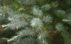 Patti Faye Deodar Cedar - 7 Gallon Pot 9 Patti Faye Deodar Cedar - 7 Gallon Pot -Garden Plants Shop Ceadr Deodar Patti Faye 6