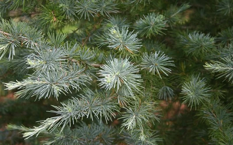 Patti Faye Deodar Cedar - 7 Gallon Pot 6 Patti Faye Deodar Cedar - 7 Gallon Pot - Image 4