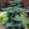 Horstmann Dwarf Blue Atlas Cedar - 2 Gallon Pot -Garden Plants Shop Cedar Horstmann Blue Atlas 4