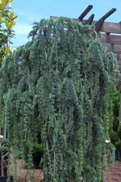 Weeping Blue Atlas Cedar -2 Gallon Pot -Garden Plants Shop Cedar Weeping Blue Atlas 1