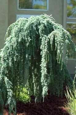Weeping Blue Atlas Cedar -2 Gallon Pot -Garden Plants Shop Cedar Weeping Blue Atlas 4