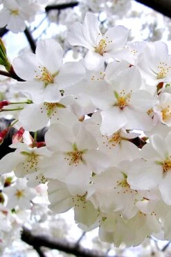 Yoshino Flowering Cherry Tree - 5 Gallon Pot -Garden Plants Shop Cherry Yoshino 3 1