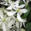 Snowdrift Evergreen Clematis Armandii - 2 Gallon Pot 1 Snowdrift Evergreen Clematis Armandii - 2 Gallon Pot -Garden Plants Shop Clematis Armandii Snowdrift 500x750 1