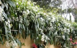 Snowdrift Evergreen Clematis Armandii - 5 Gallon Pot -Garden Plants Shop Clematis Armandii Snowdrift 51 1