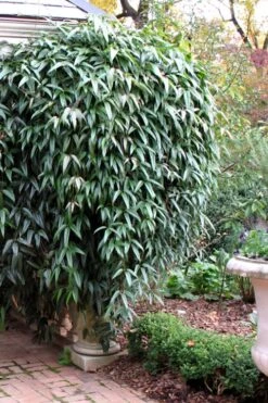 Snowdrift Evergreen Clematis Armandii - 2 Gallon Pot -Garden Plants Shop Clematis Armandii Snowdrift 52