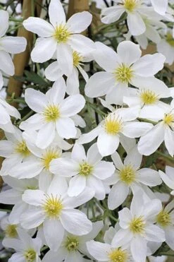 Avalanche Evergreen Clematis - 2 Gallon Pot 17 Avalanche Evergreen Clematis - 2 Gallon Pot -Garden Plants Shop Clematis Avalanche 10