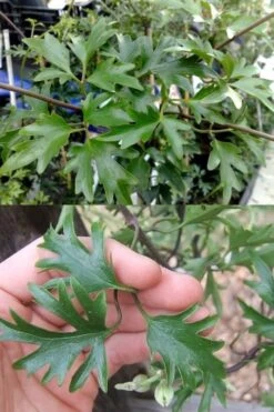 Avalanche Evergreen Clematis - 2 Gallon Pot 16 Avalanche Evergreen Clematis - 2 Gallon Pot -Garden Plants Shop Clematis Avalanche 15