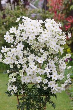 Avalanche Evergreen Clematis - 2 Gallon Pot 19 Avalanche Evergreen Clematis - 2 Gallon Pot -Garden Plants Shop Clematis Avalanche 5
