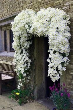 Avalanche Evergreen Clematis - 2 Gallon Pot 15 Avalanche Evergreen Clematis - 2 Gallon Pot -Garden Plants Shop Clematis Avalanche 7