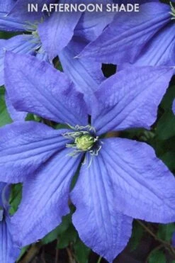 Rhapsody Clematis - 1 Gallon Pot -Garden Plants Shop Clematis Rhapsody in shade