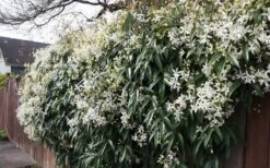 Snowdrift Evergreen Clematis Armandii - 5 Gallon Pot -Garden Plants Shop Clematis Snowdrift 22 1