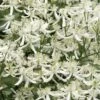 Sweet Autumn Clematis Terniflora - 3 Gallon Pot -Garden Plants Shop Clematis Sweet Autumn 1 1