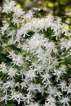 Sweet Autumn Clematis - 1 Gallon Pot 15 Sweet Autumn Clematis - 1 Gallon Pot -Garden Plants Shop Clematis Sweet Autumn 2
