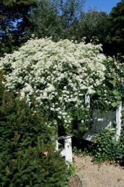 Sweet Autumn Clematis - 1 Gallon Pot 19 Sweet Autumn Clematis - 1 Gallon Pot -Garden Plants Shop Clematis Sweet Autumn 7