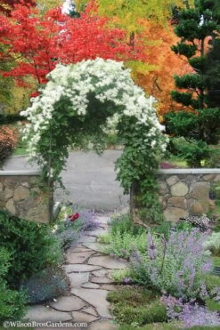 Sweet Autumn Clematis - 1 Gallon Pot 14 Sweet Autumn Clematis - 1 Gallon Pot -Garden Plants Shop Clematis Sweet Autumn 8