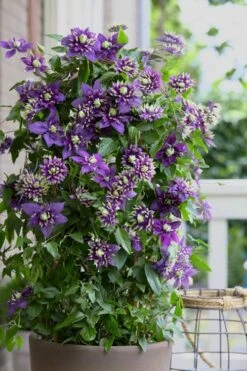 Taiga Clematis - 2 Gallon Pot -Garden Plants Shop Clematis Taiga 10