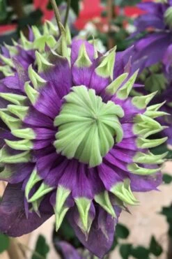 Taiga Clematis - 1 Gallon Pot -Garden Plants Shop Clematis Taiga 2 1