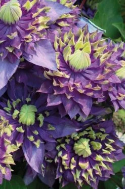 Taiga Clematis - 1 Gallon Pot -Garden Plants Shop Clematis Taiga 3 1