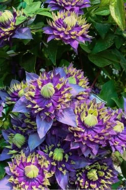 Taiga Clematis - 2 Gallon Pot -Garden Plants Shop Clematis Taiga 4