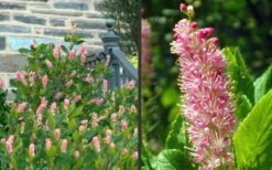 Ruby Spice Summersweet (Clethra) - 3 Gallon Pot -Garden Plants Shop Clethra Ruby Spice 2