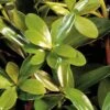 Bigfoot Cleyera Japonica - 3 Gallon Pot -Garden Plants Shop Cleyera Bigfoot 500x750 1