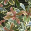 Juliet Cleyera Japonica - 2 Gallon Pot -Garden Plants Shop Cleyera Juliet 1