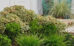 Juliet Cleyera Japonica - 2 Gallon Pot -Garden Plants Shop Cleyera Juliet 2