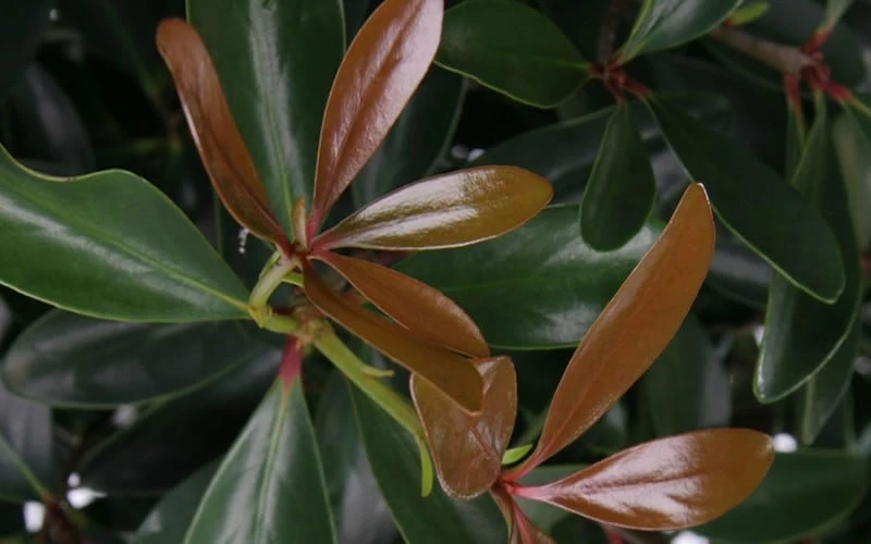 LeAnn Cleyera Japonica - 3 Gallon Pot 6 LeAnn Cleyera Japonica - 3 Gallon Pot - Image 4