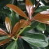 LeAnn Cleyera Japonica - 3 Gallon Pot -Garden Plants Shop Cleyera Leann BS