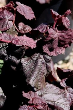 Red Dragon Contorted Filbert - Corylus Avellena - 1 Gallon Pot -Garden Plants Shop Contorted Filbert Red Dragon 8