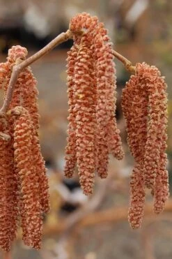 Red Dragon Contorted Filbert - Corylus Avellena - 1 Gallon Pot -Garden Plants Shop Contorted Filbert Red Dragon 9