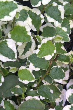 Variegated Creeping Fig (Ficus Pumila 'Variegata') - 10 Pack Of 4" Pint Pots -Garden Plants Shop Creeping Fig Variegated Ficus Pumila Rev 500x750 1
