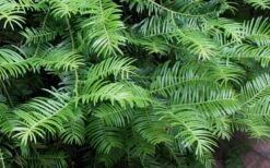 Creeping Japanese Plum Yew (Cephalotaxus Harringtonia 'Prostrata') - 6 Pack Of 1 Gallon Pots -Garden Plants Shop Creeping japanese Plum Yew 1