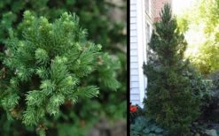 Black Dragon Cryptomeria - Japanese Cedar - 2 Gallon Pot -Garden Plants Shop Cryptomeria Black Dragon 2 1